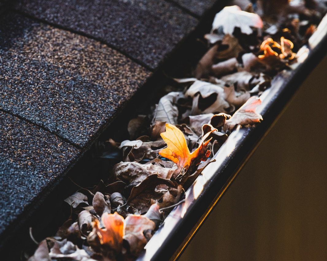 Roof gutter full of fallen leaves